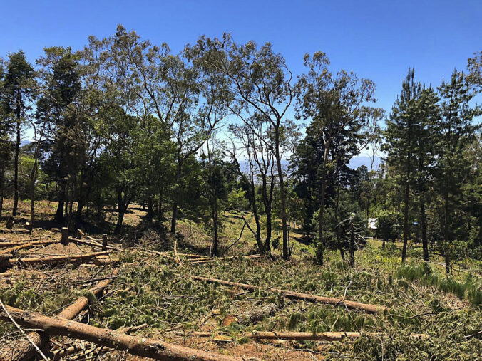 Corte de pinos y ciprés en potreros-Marzo, 2019