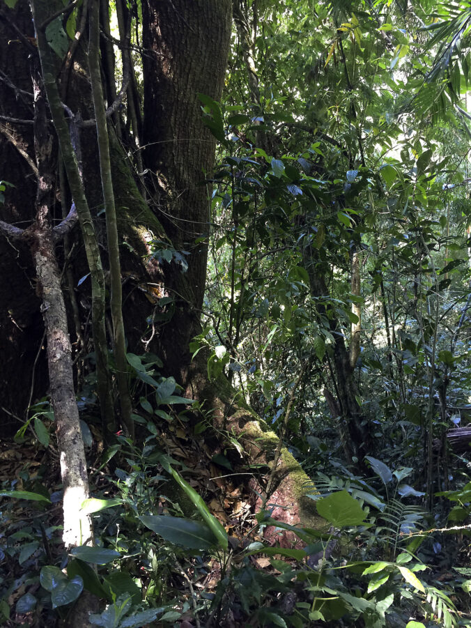 Hacia el río Guararí